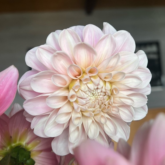 Sweet Nathalie Dahlia Tuber - Picture 2 of 2